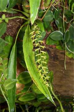 Image of Dingy urchin orchid