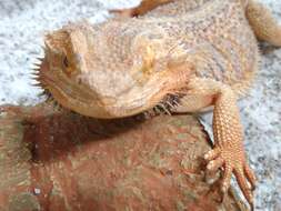 Image of Central bearded dragon