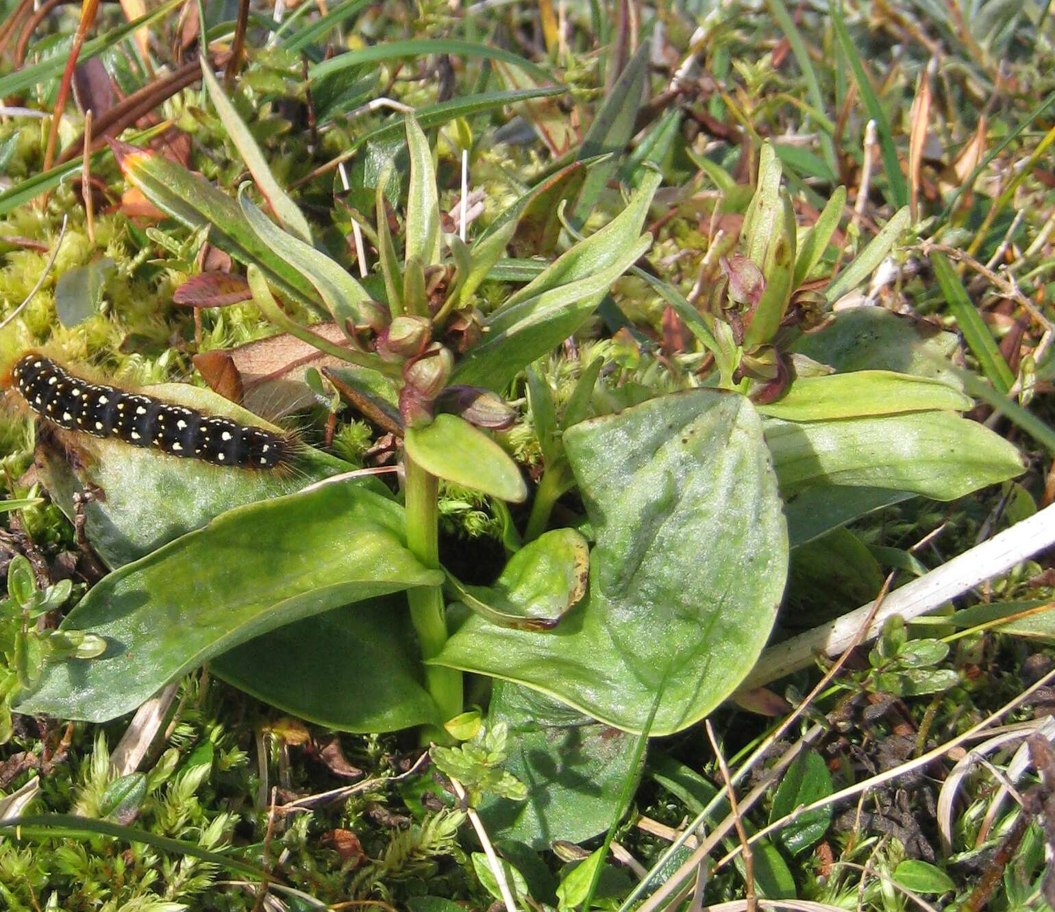 Plancia ëd Dactylorhiza viridis (L.) R. M. Bateman, Pridgeon & M. W. Chase