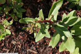 Image of Orpine