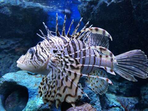 Image of Dragon's Beard Fish