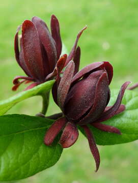 Image de Calycanthus floridus L.