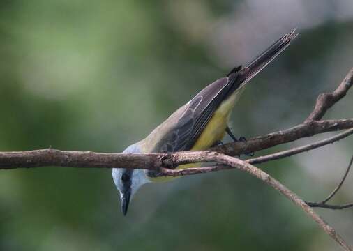 Image of White-throated Kingbird