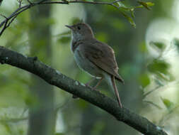 Image of Thrush Nightingale