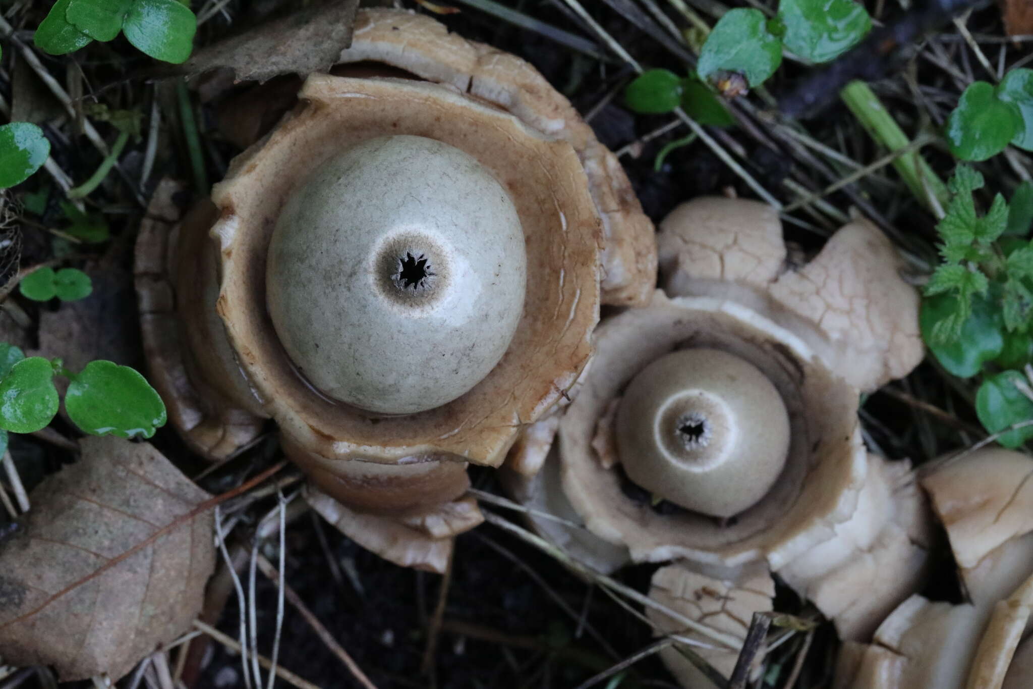 Image of Collared Earthstar