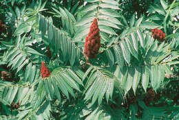 Image de Sumac vinaigrier