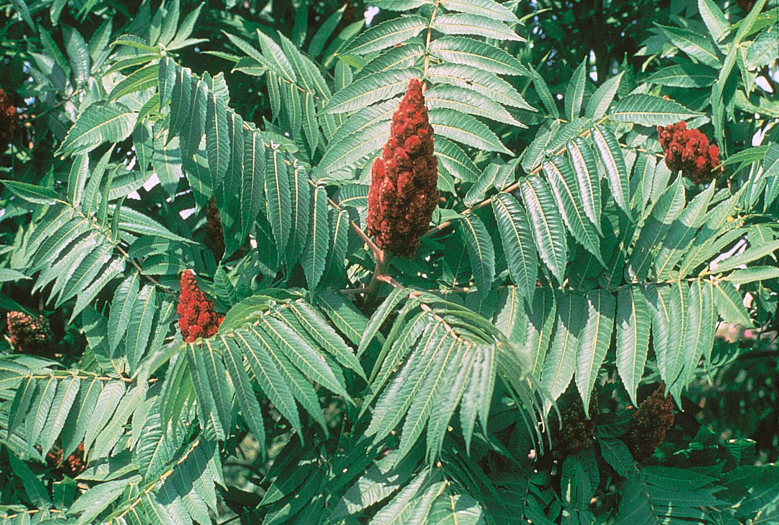 Image of staghorn sumac