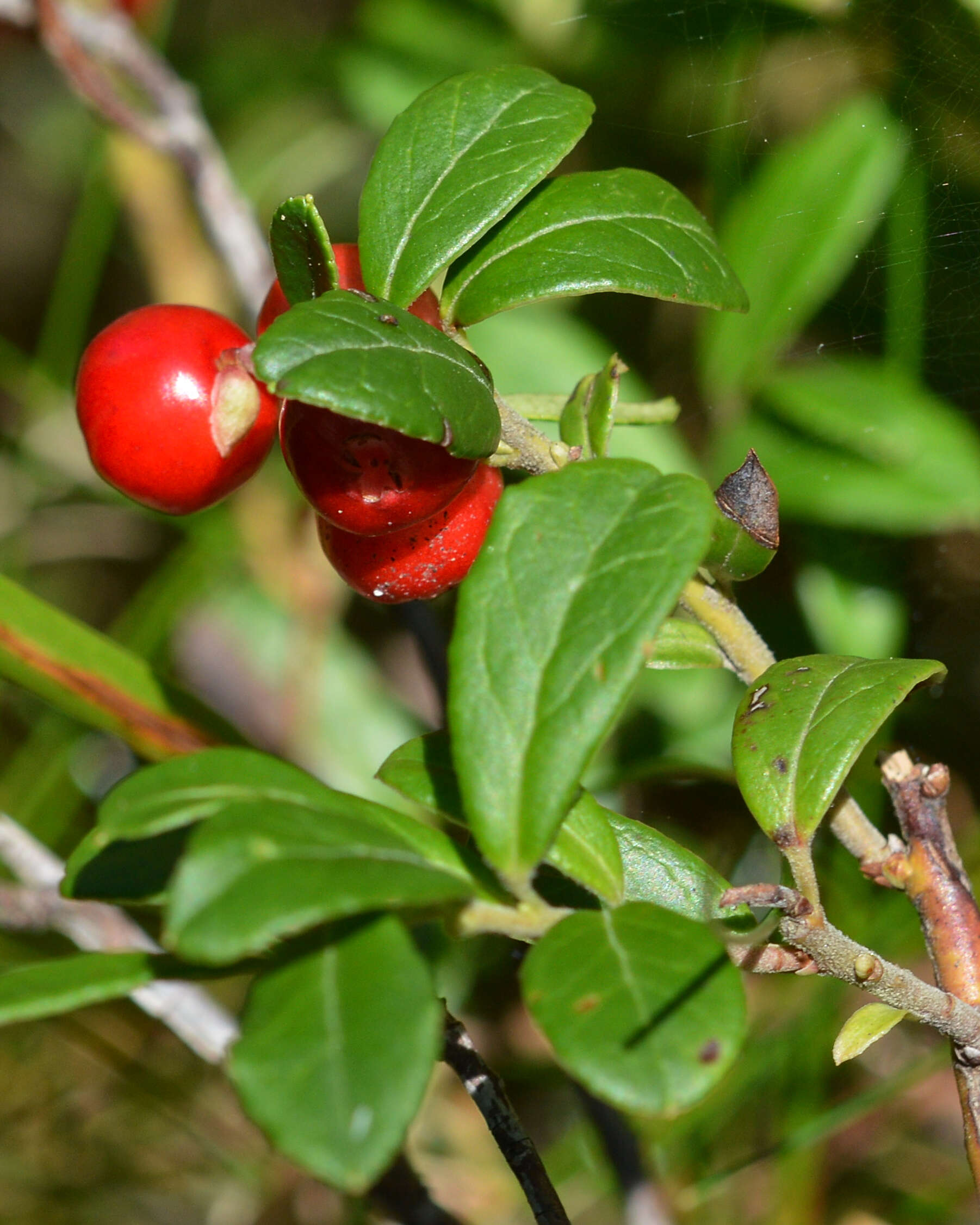 Image of lingonberry