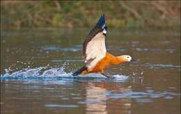 Image of Ruddy Shelduck