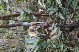 Image of Philippine tarsier