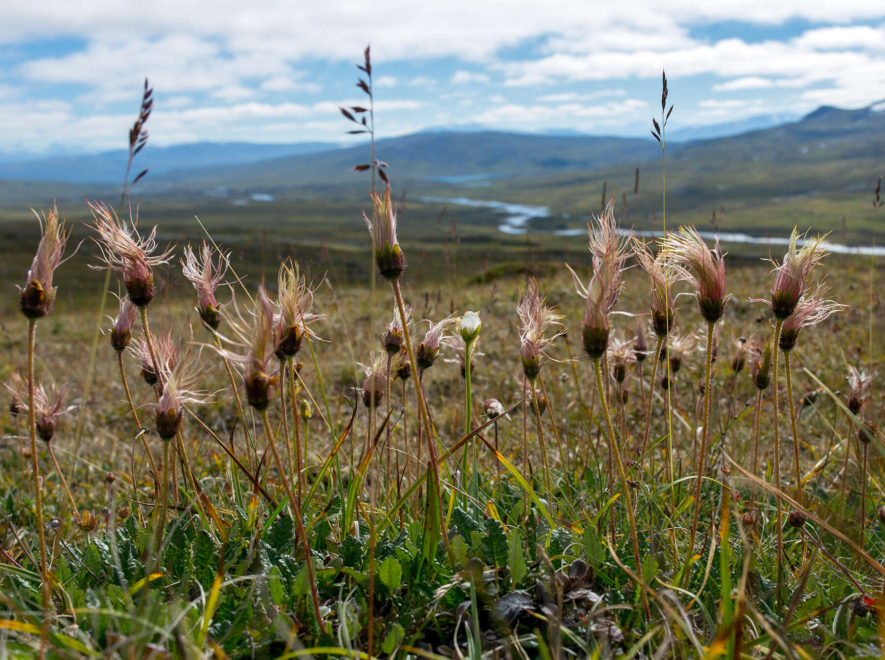 Imagem de Dryas octopetala L.