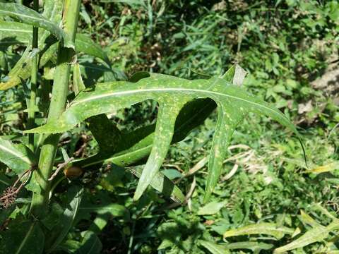 Image of marsh sow-thistle