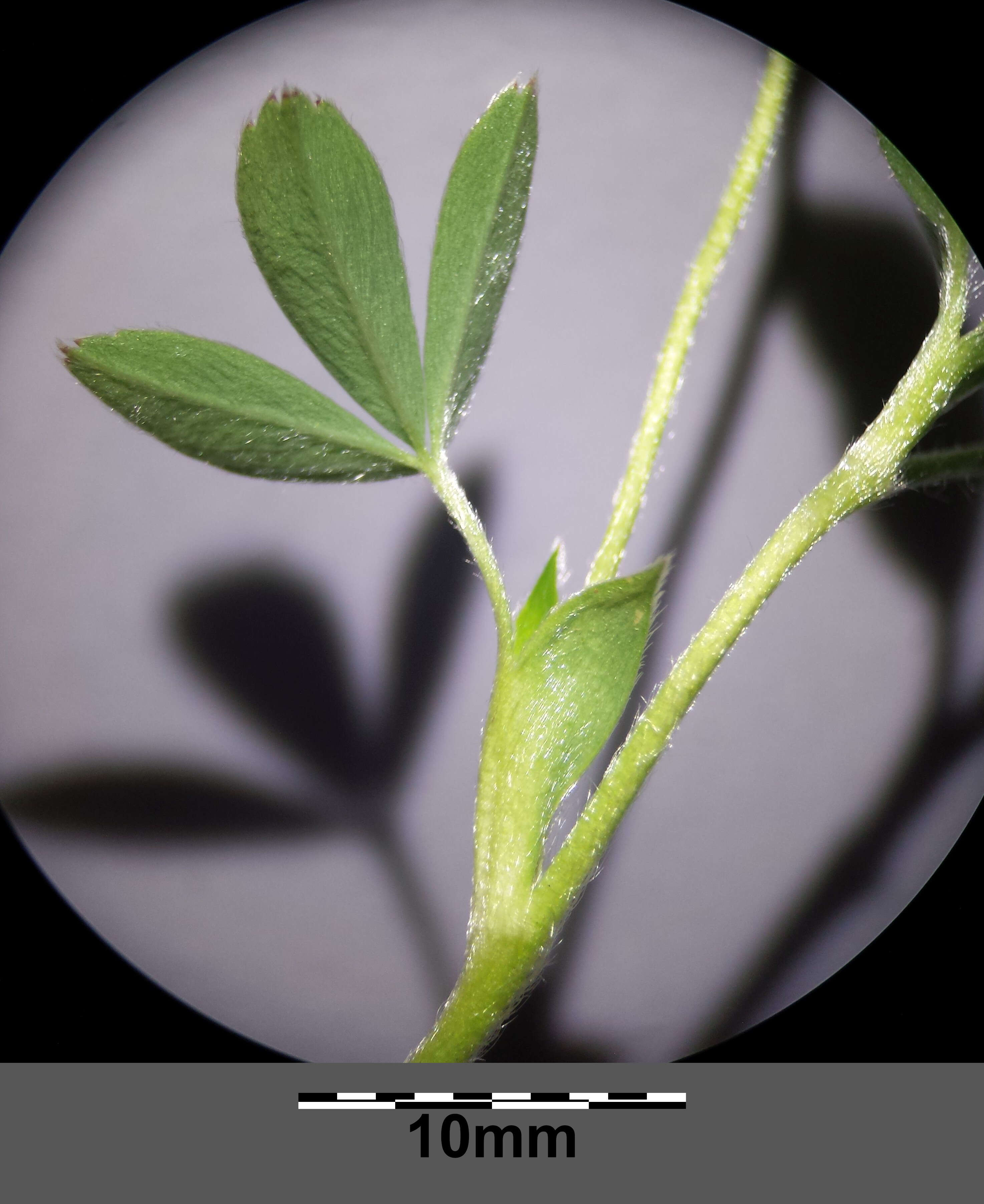 Image of White Cinquefoil