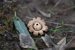 Plancia ëd Geastrum triplex Jungh. 1840