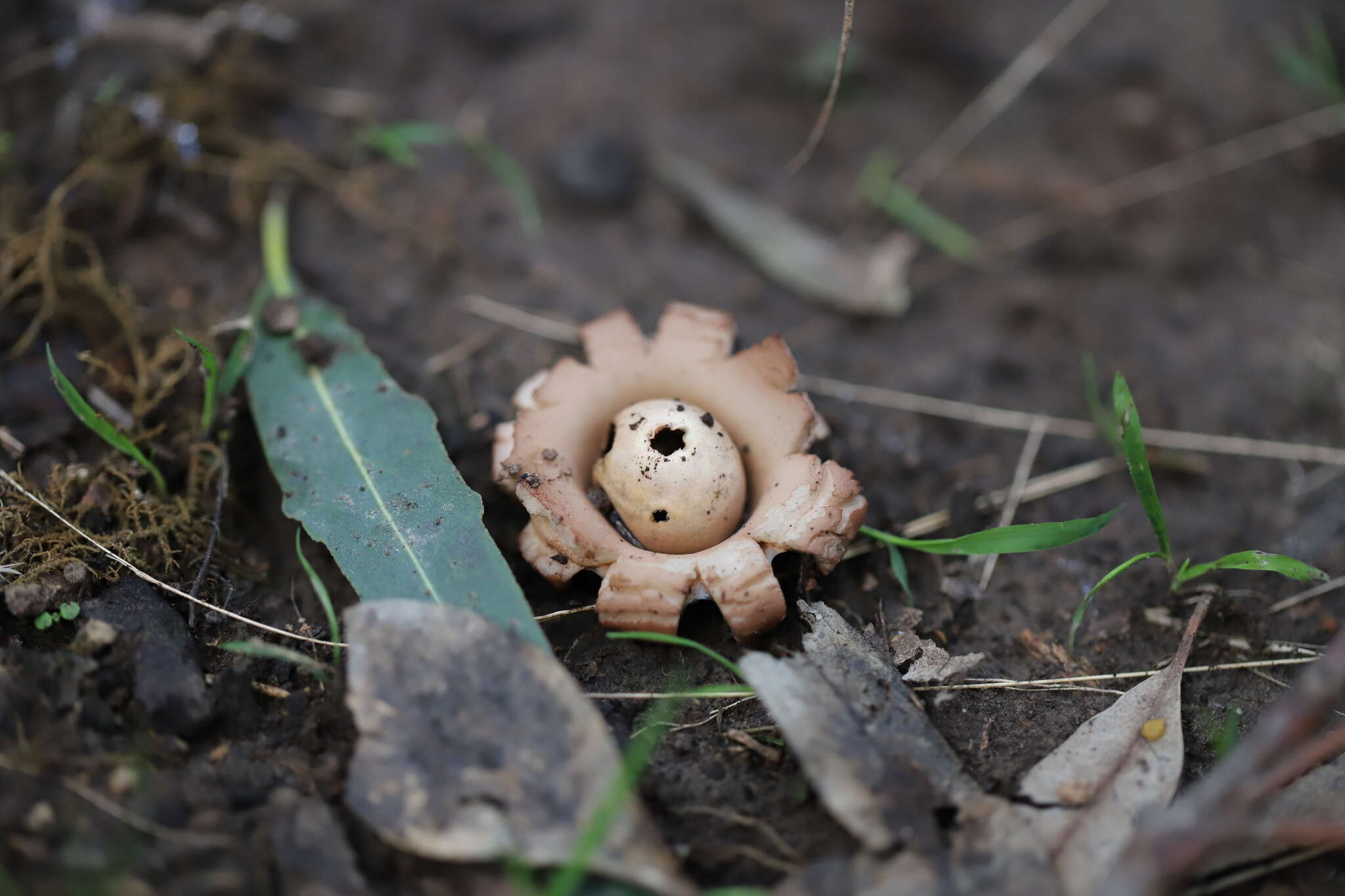 Plancia ëd Geastrum triplex Jungh. 1840