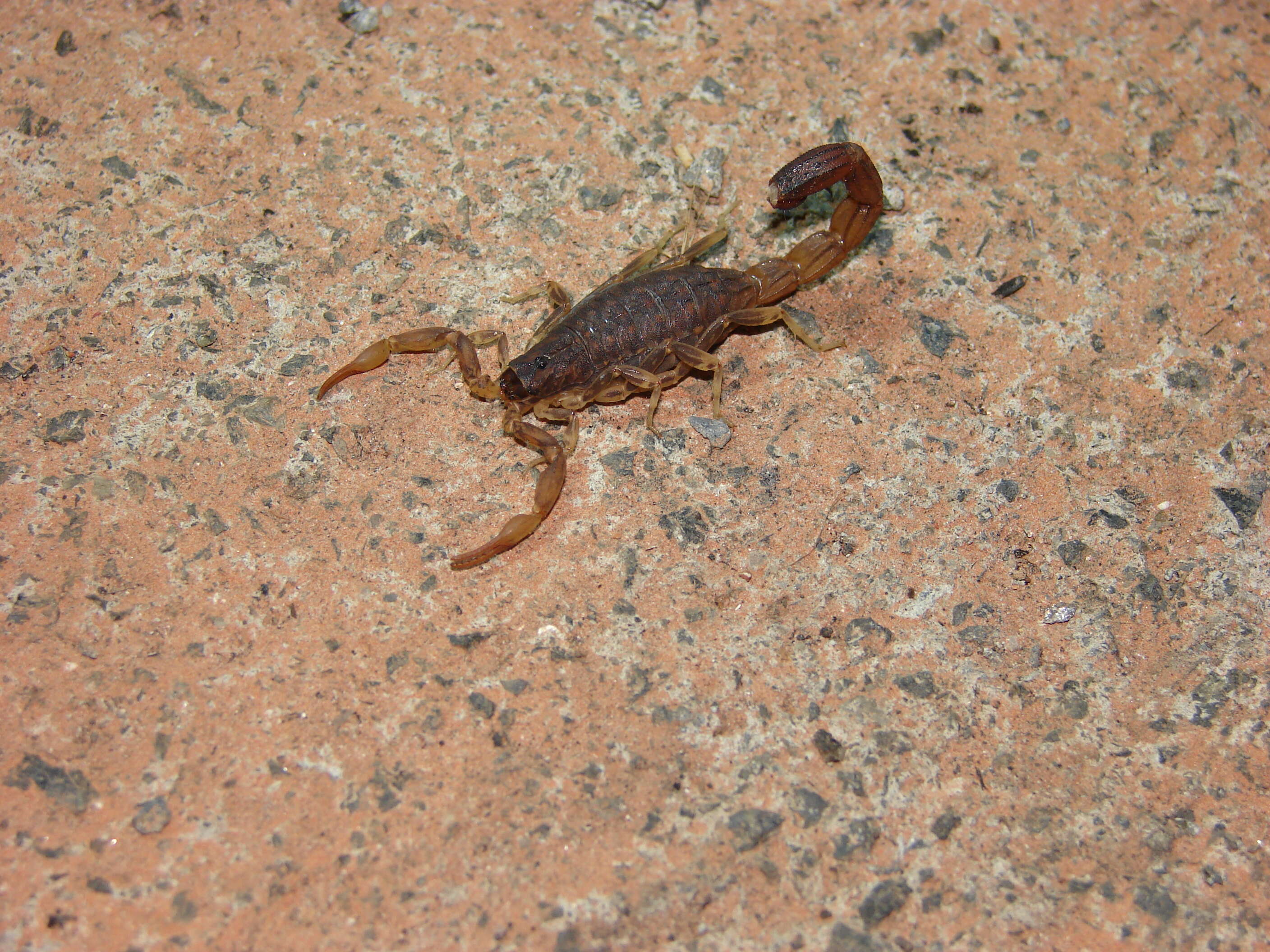 Image of Heterometrus bengalensis (C. L. Koch 1841)