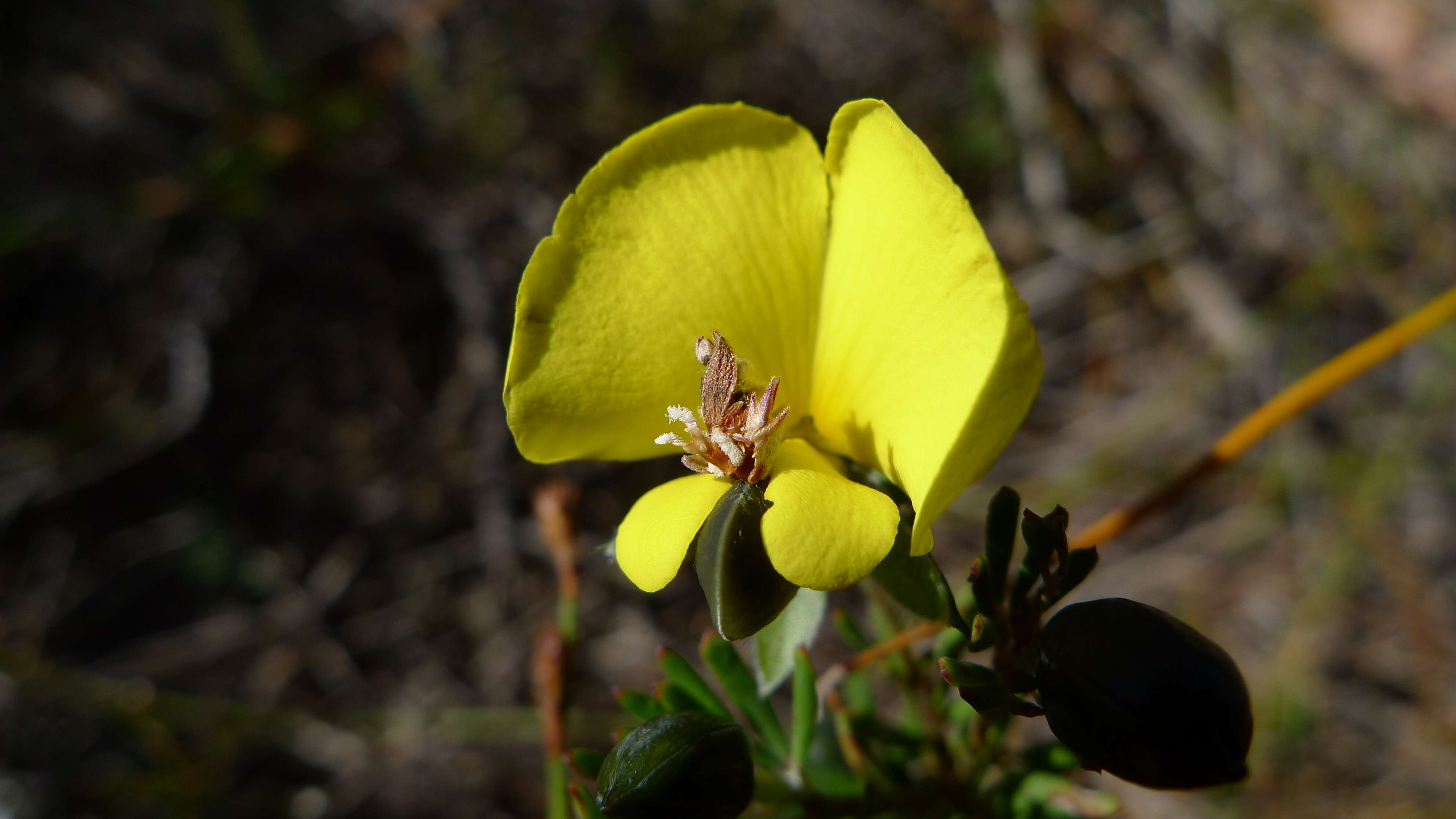 Plancia ëd Gompholobium minus Sm.