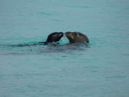 Image of Hawaiian Monk Seal