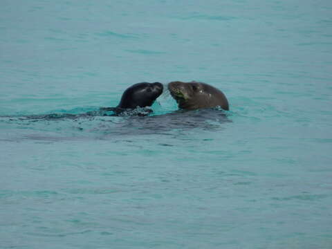 Image of Hawaiian Monk Seal