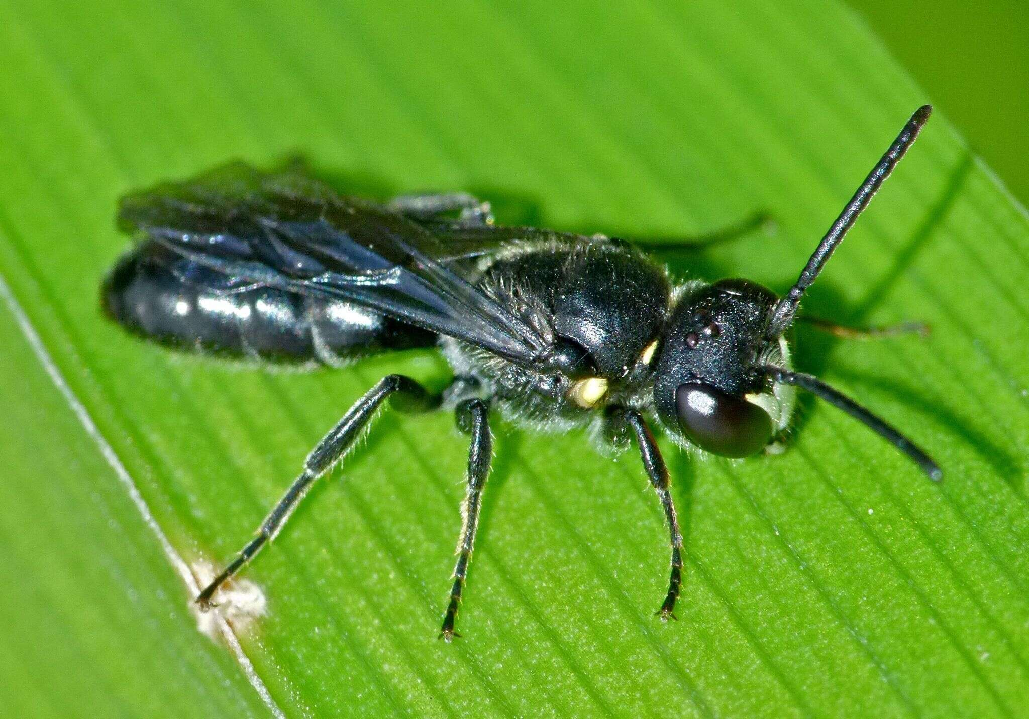 Image of Māori Masked Bee