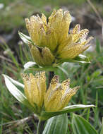 Image of Spotted Gentian