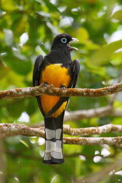 صورة Trogon melanocephalus Gould 1836