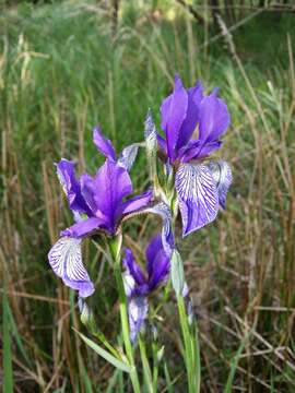 Image of German Iris