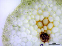 Слика од Brachythecium mildeanum W. P. Schimper ex Milde 1862