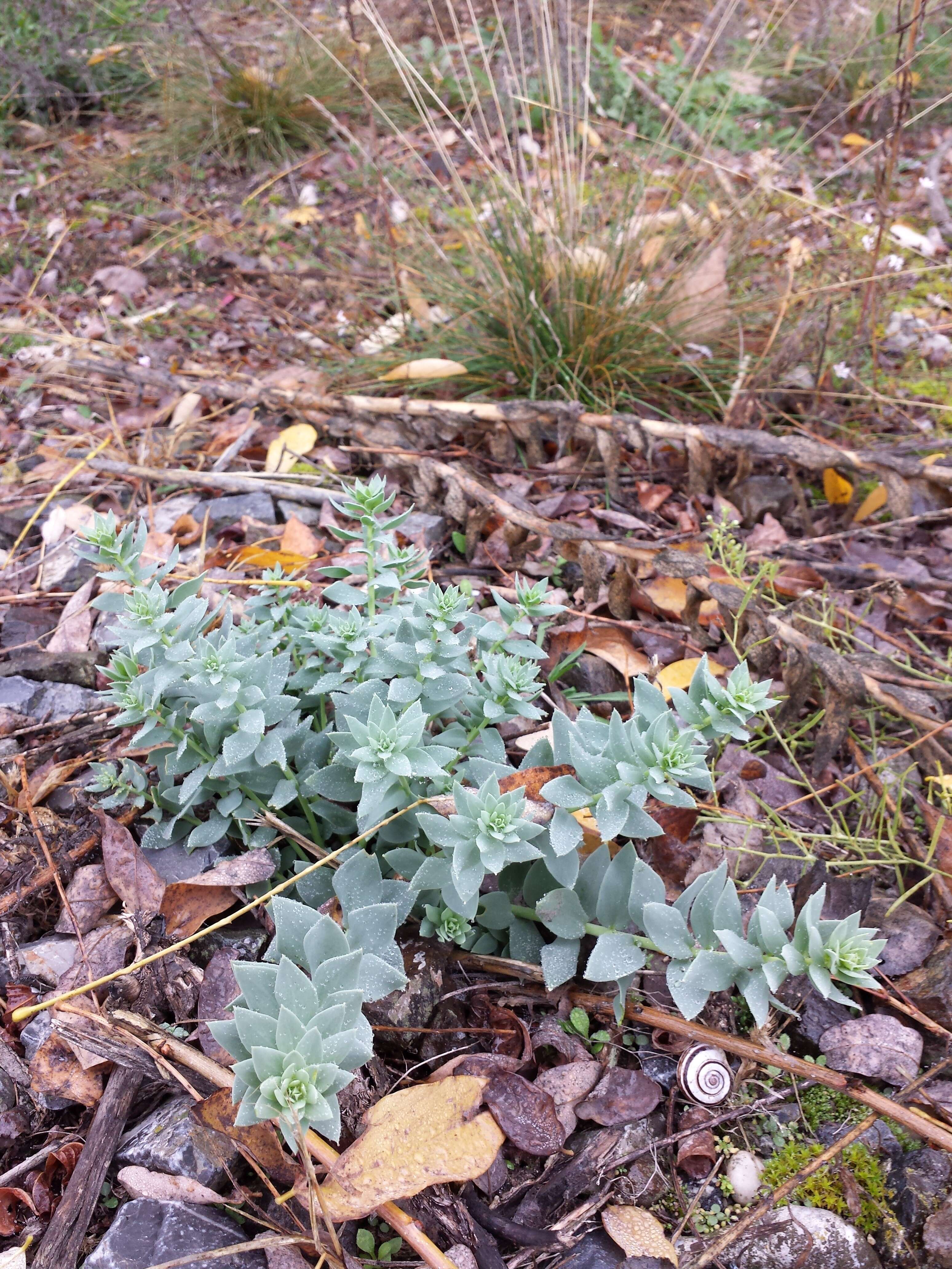 Imagem de Linaria genistifolia (L.) Mill.