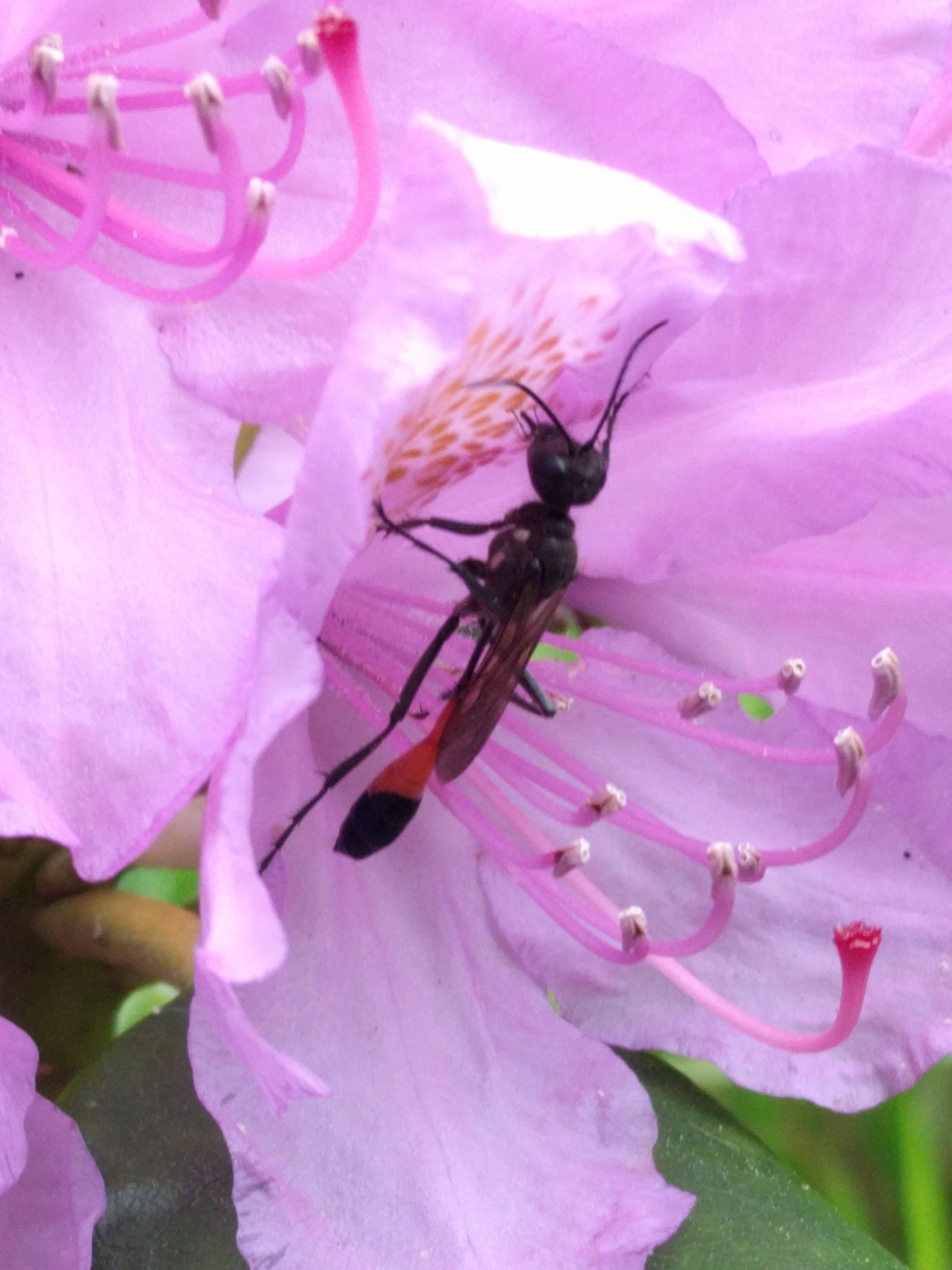 Image de Ammophila W. Kirby 1798