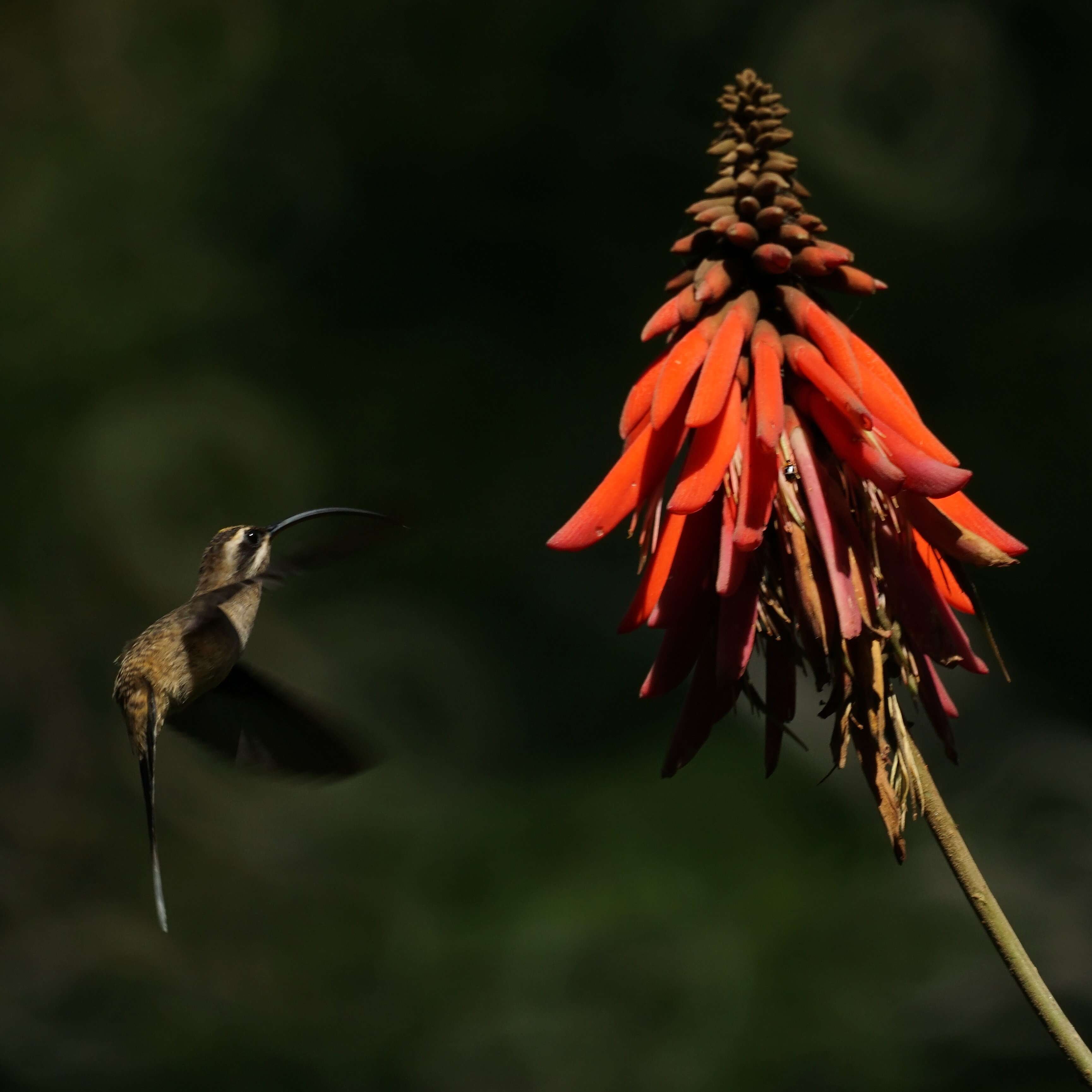 Image of Long-billed Hermit