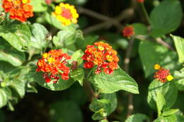 Image of lantana