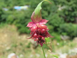 Image de Leycesteria