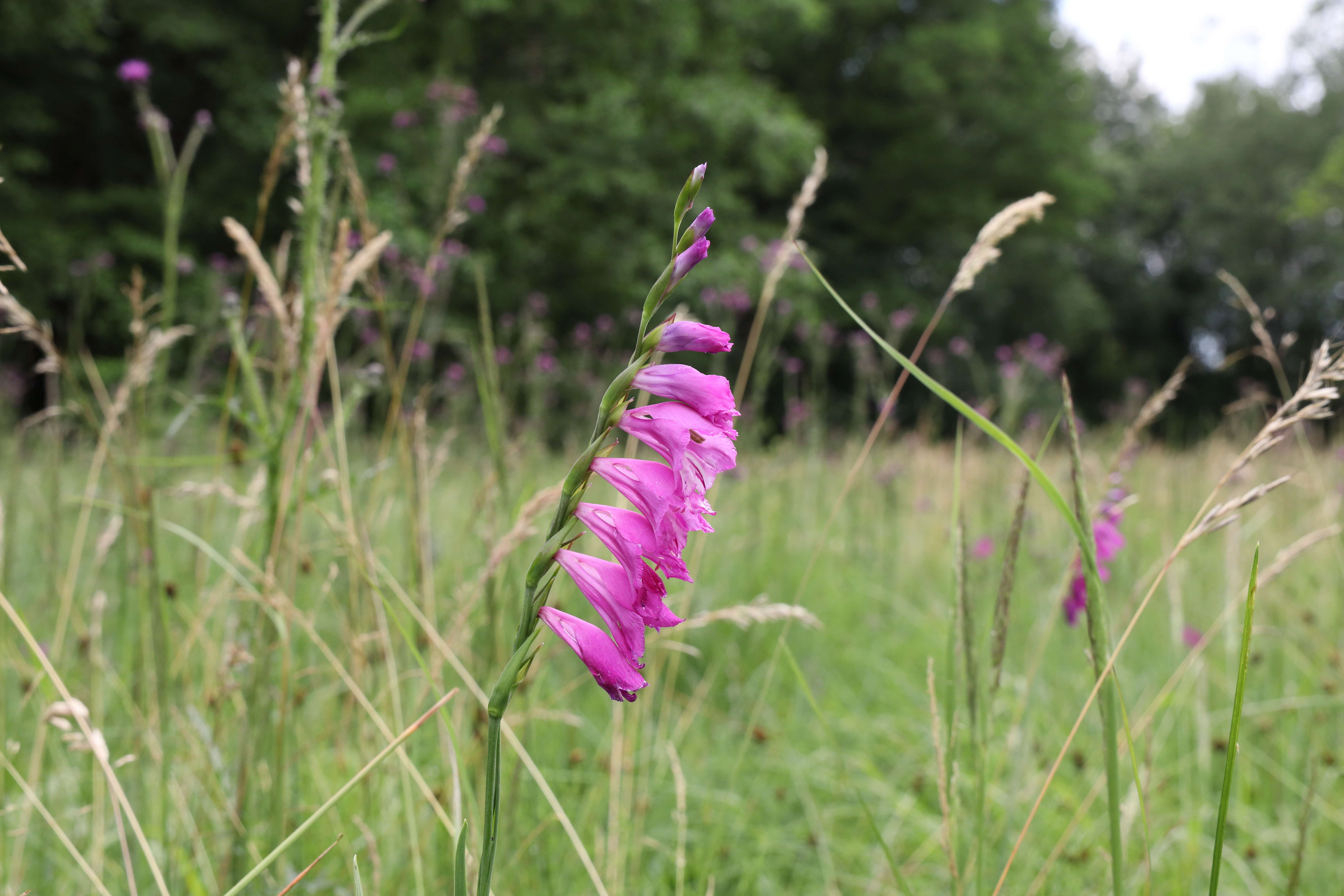 Image of Turkish Marsh Gladiolus