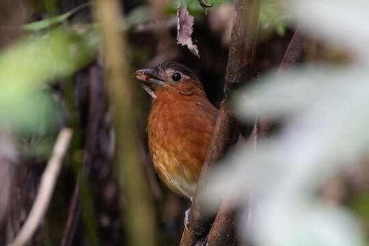 Image of Bay Antpitta