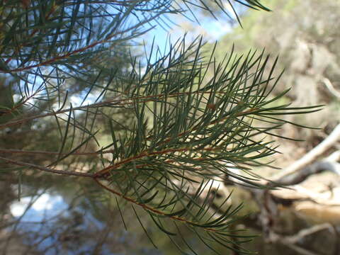 Image of Melaleuca trichostachya Lindl.