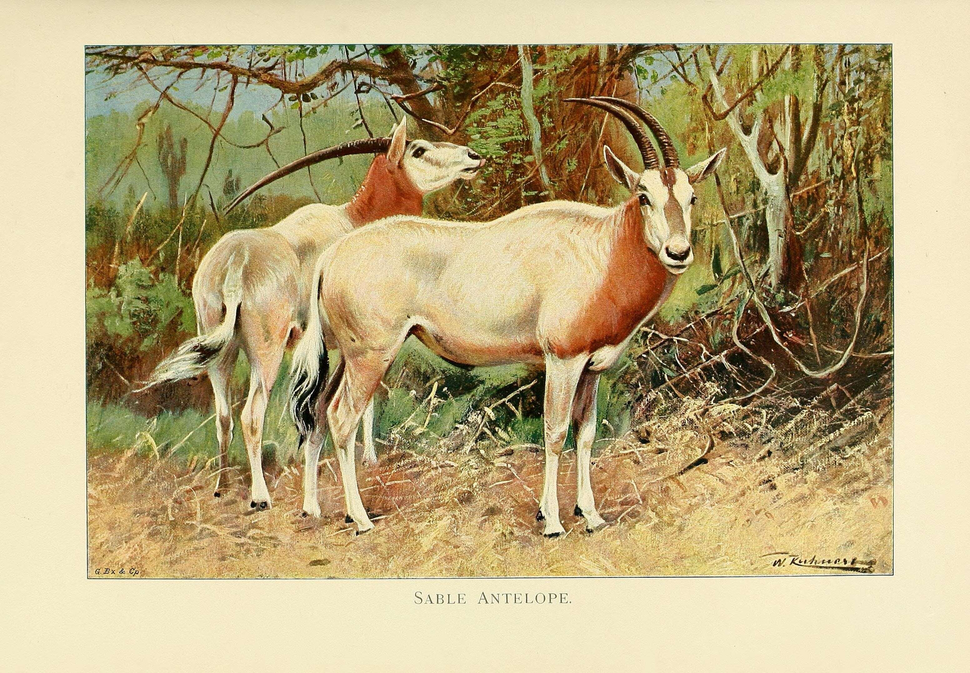 Image of Scimitar-horned Oryx