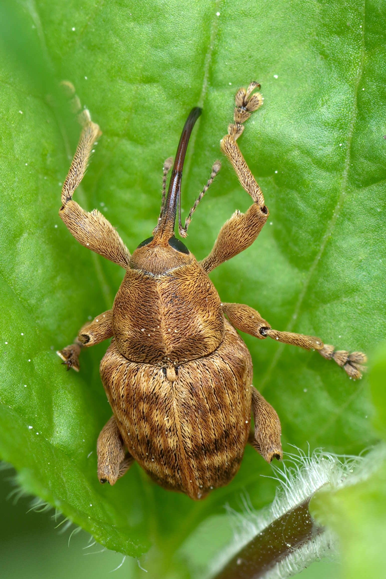 Imagem de Curculio