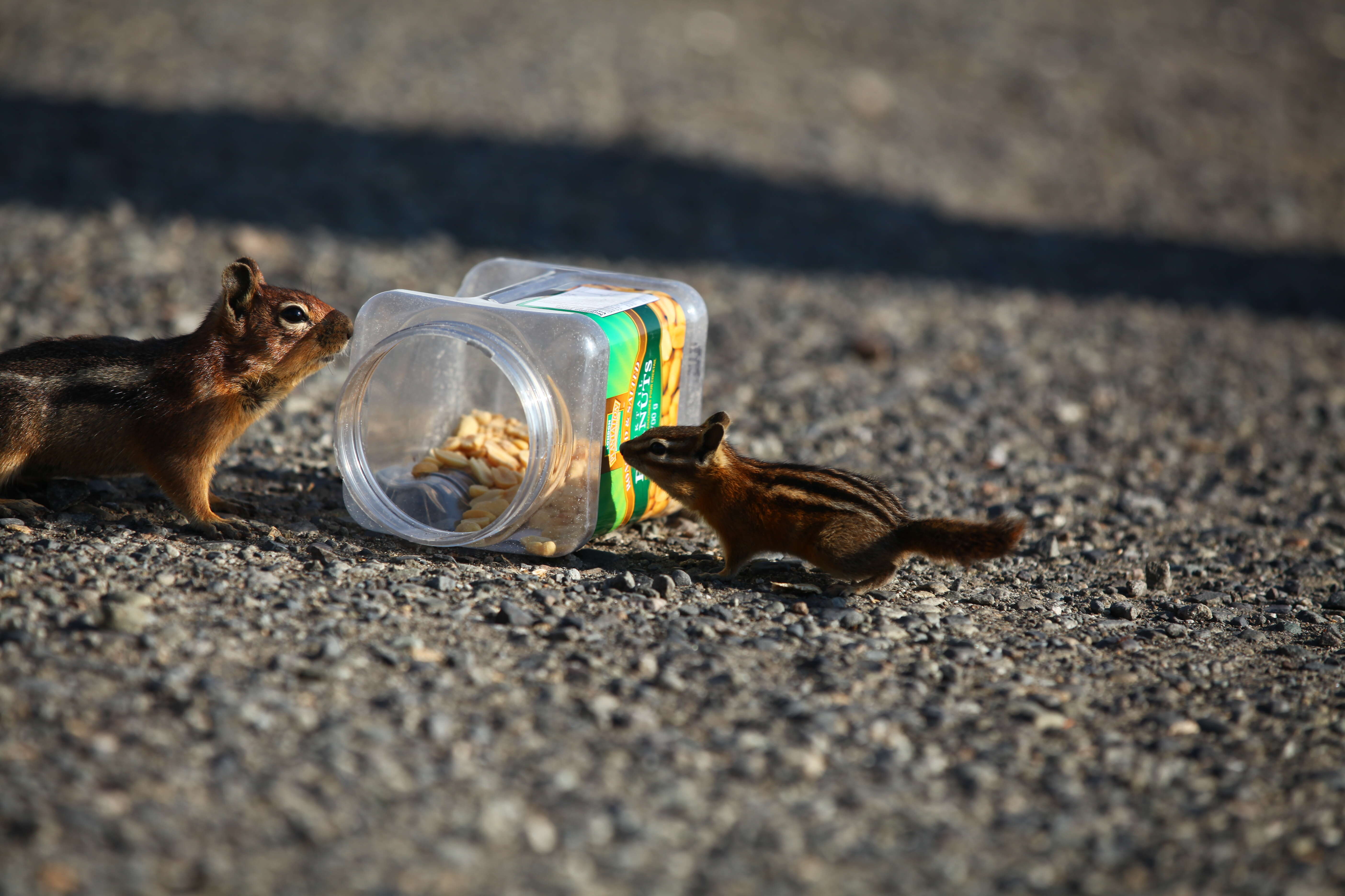 Image of Yellow-pine Chipmunk