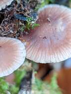 Image of Mycena pura (Pers.) P. Kumm. 1871