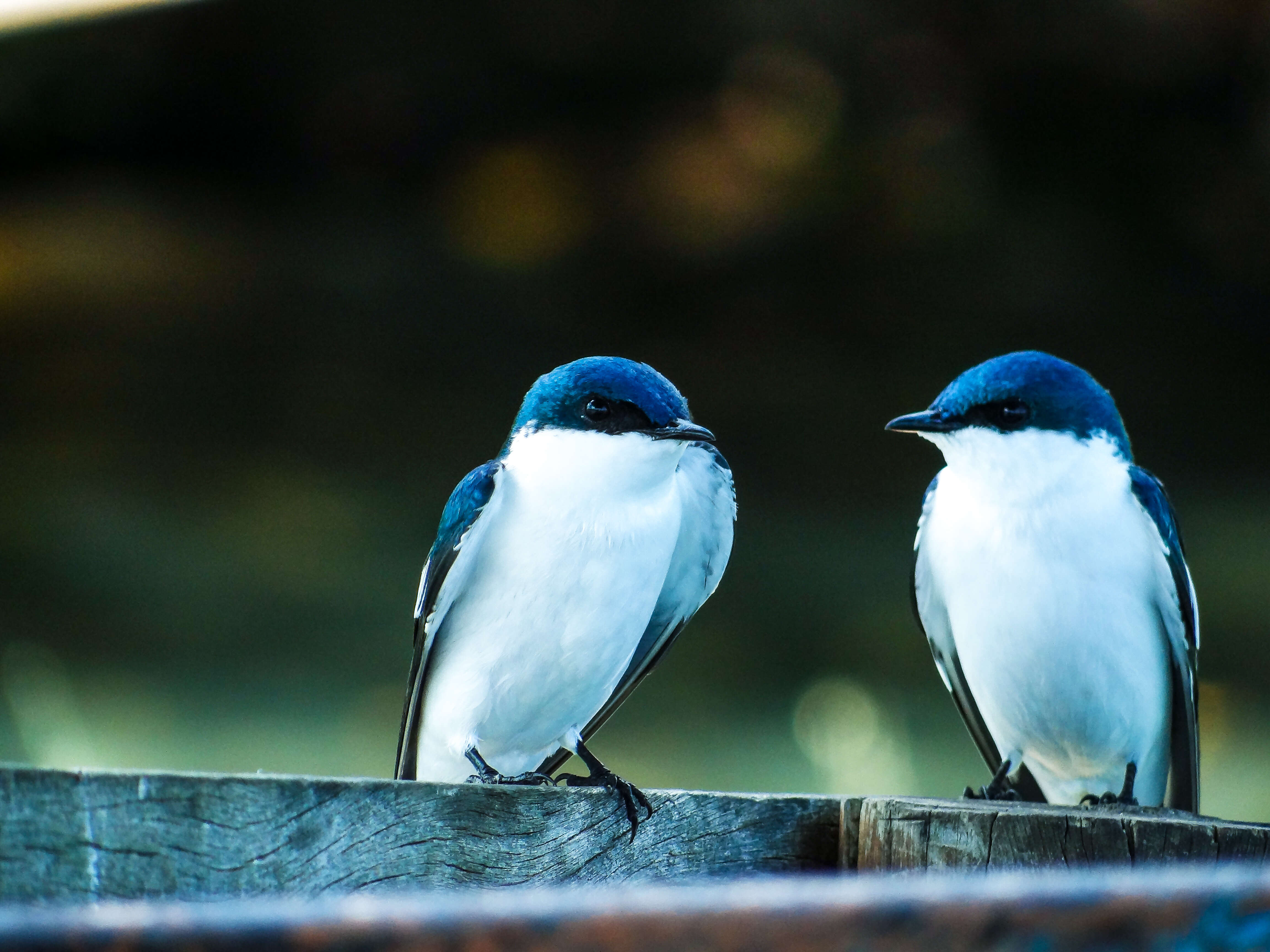 Image of White-winged Swallow