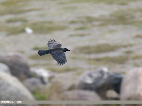 Image of Eurasian Jackdaw