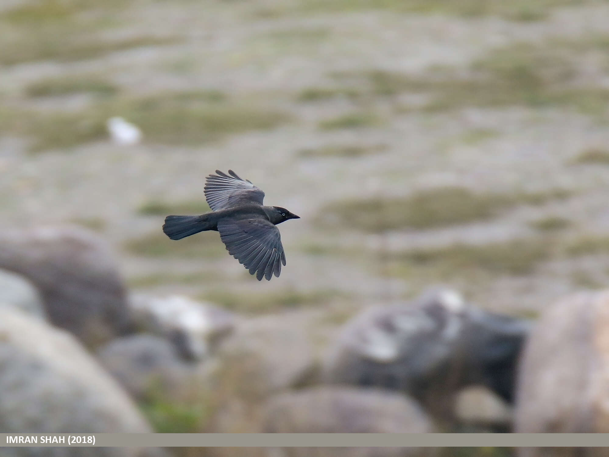 Image of Eurasian Jackdaw