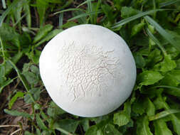 Imagem de Lycoperdon pratense Pers. 1794