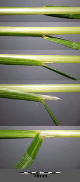 Image of Tufted Hair-grass