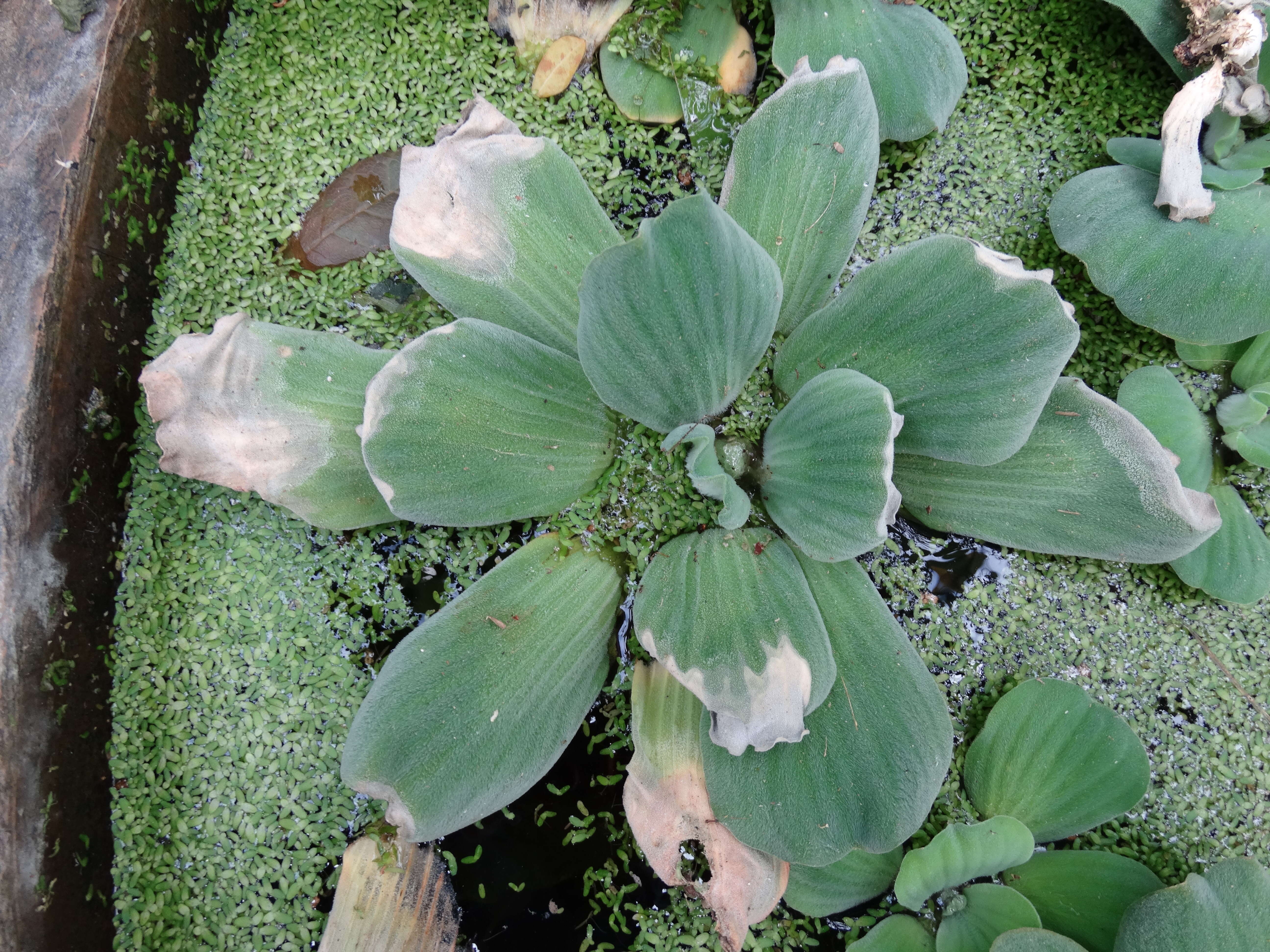 Image of pistia