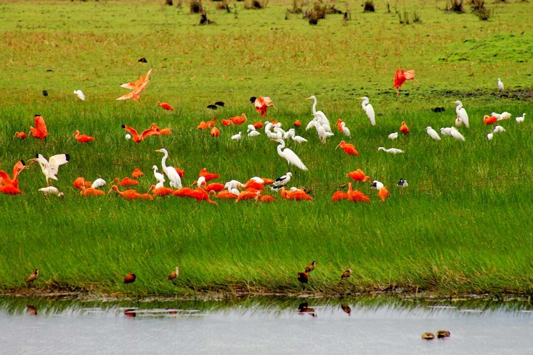 Image of Scarlet Ibis