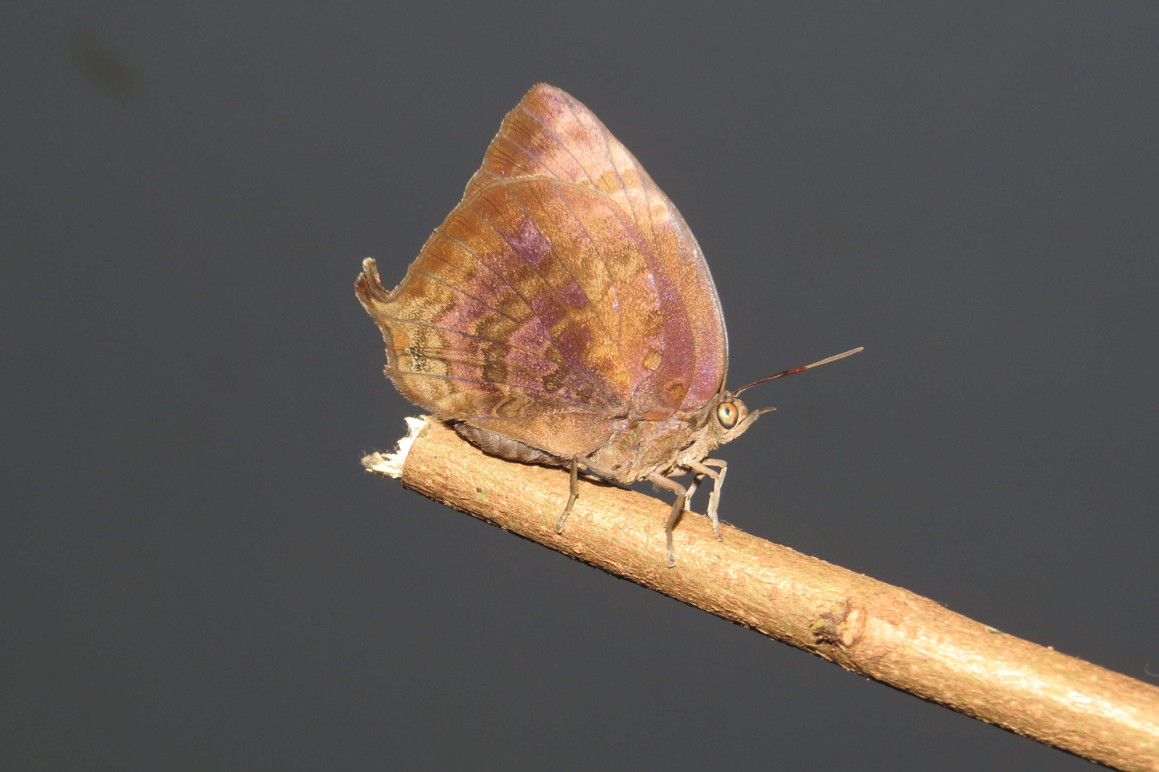 Plancia ëd Arhopala centaurus (Fabricius 1775)