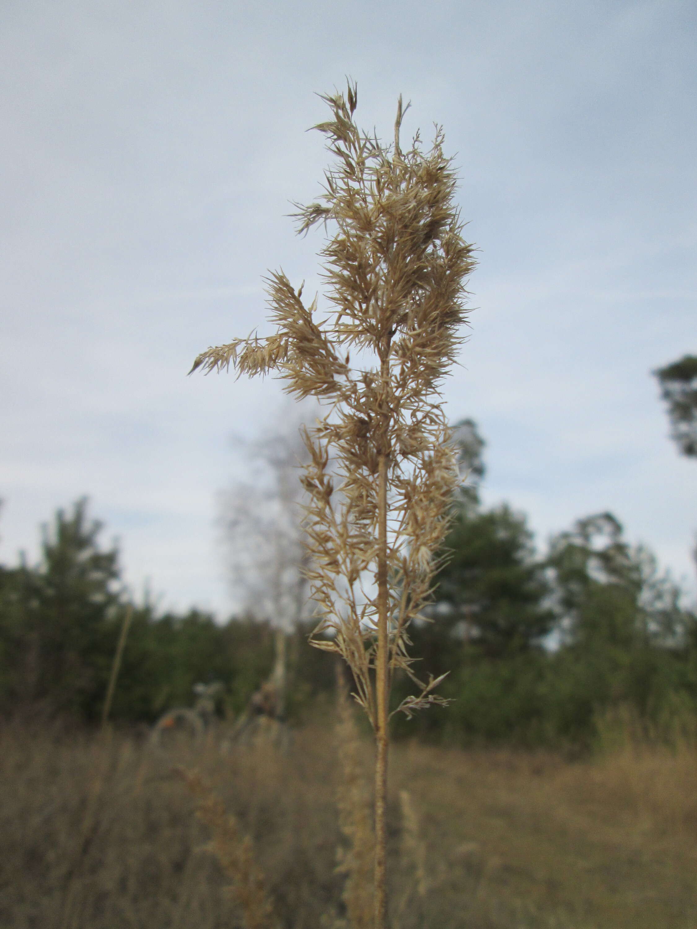 Imagem de Calamagrostis epigejos (L.) Roth