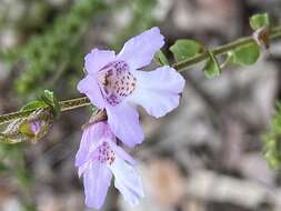 Image of Monarto Mint-bush